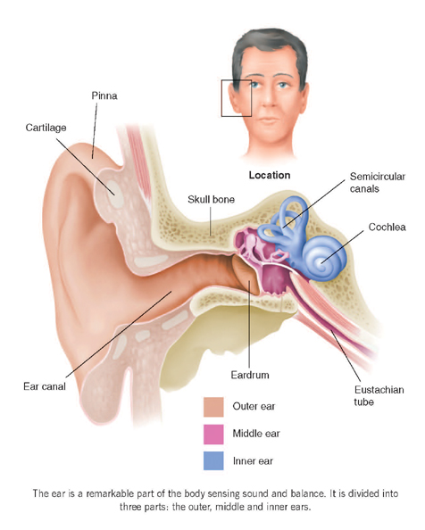 parts of the outer ear