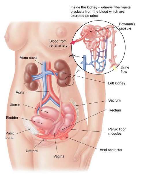 How the bladder works